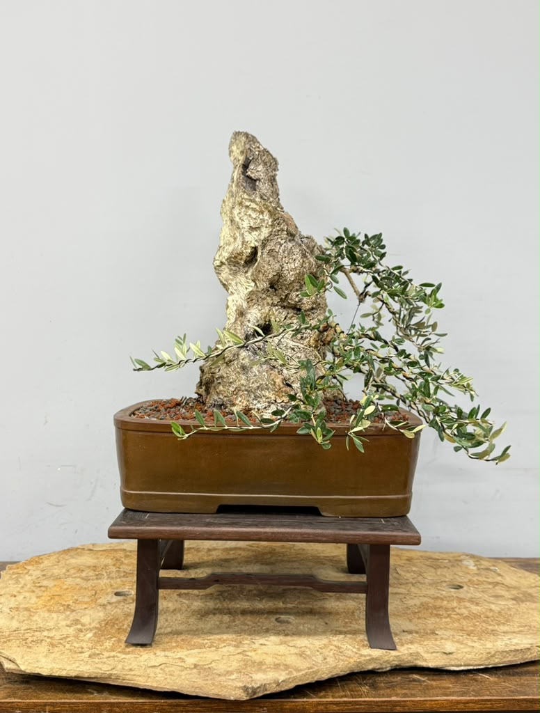 European Olive Bonsai | From Alex Mendoza’s Personal Collection