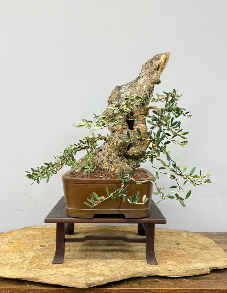 European Olive Bonsai | From Alex Mendoza’s Personal Collection