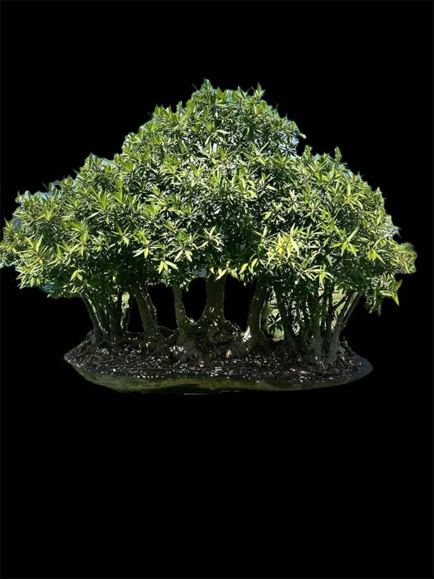 Ficus salicaria – Forest Planting