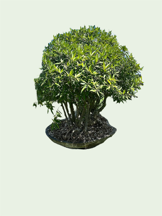 Ficus salicaria – Forest Planting