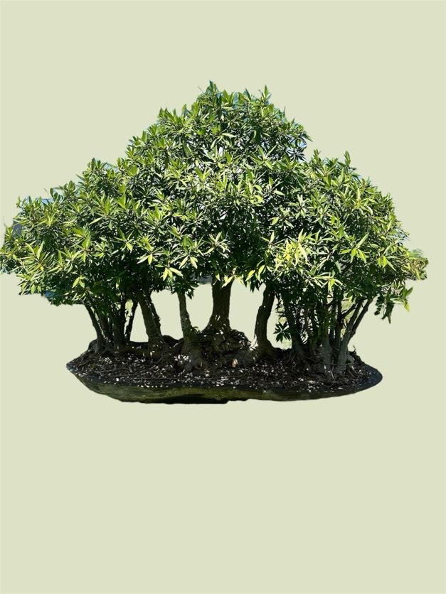 Ficus salicaria – Forest Planting
