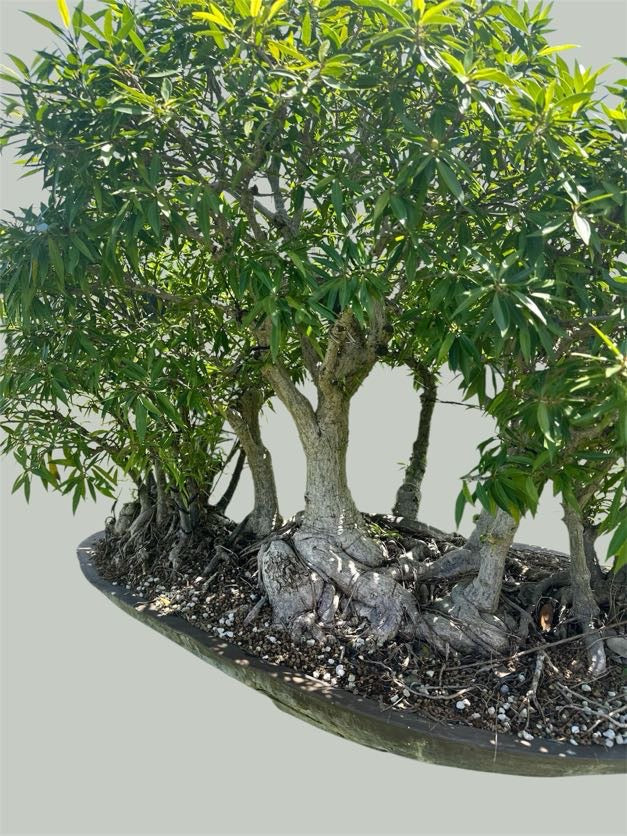 Ficus salicaria – Forest Planting
