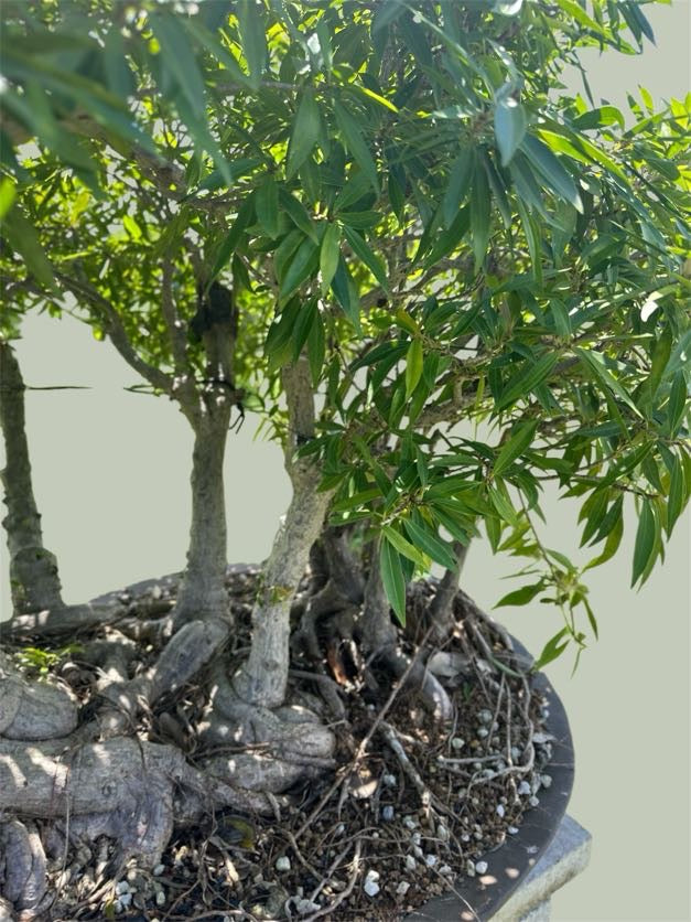 Ficus salicaria – Forest Planting