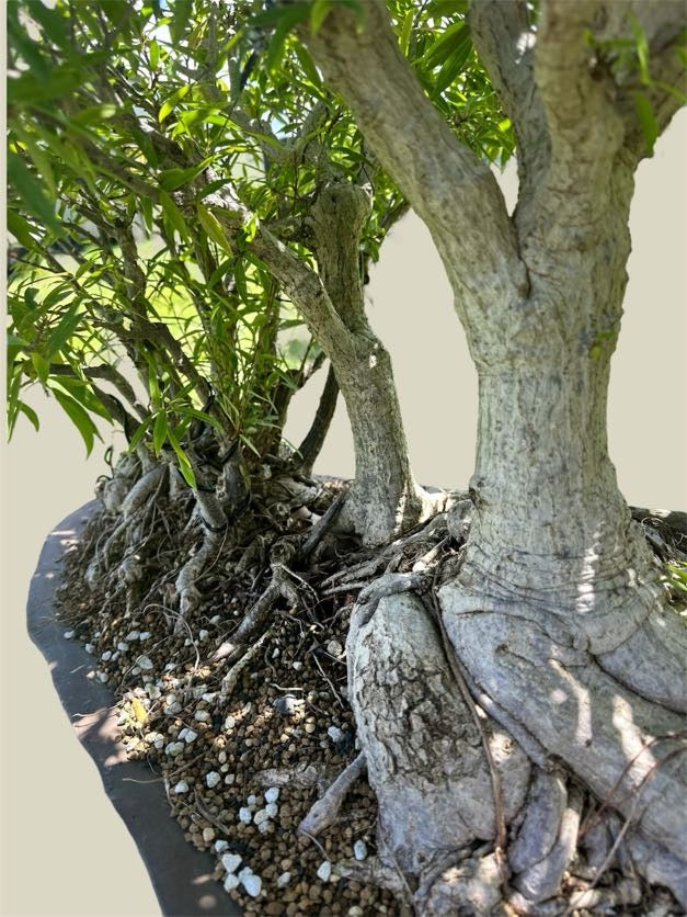 Ficus salicaria – Forest Planting