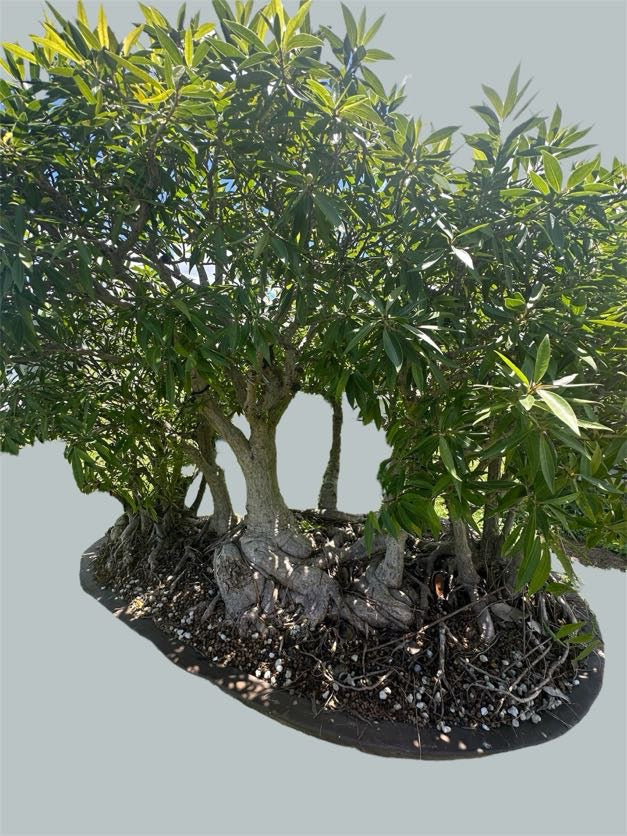 Ficus salicaria – Forest Planting