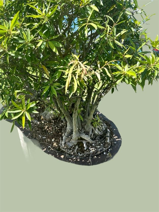 Ficus salicaria – Forest Planting