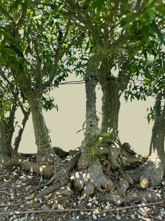 Ficus salicaria – Forest Planting