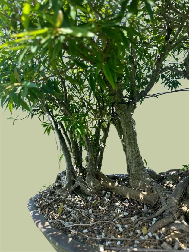 Ficus salicaria – Forest Planting