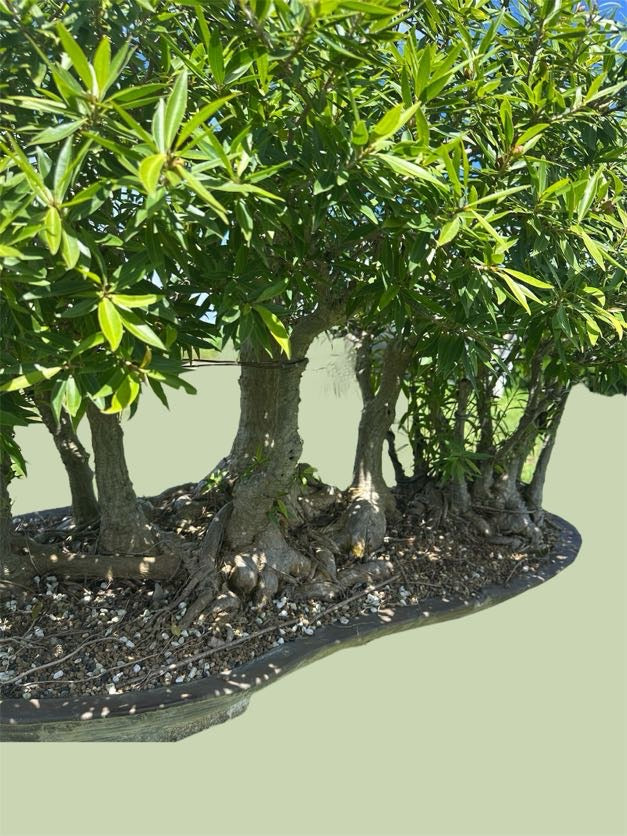 Ficus salicaria – Forest Planting