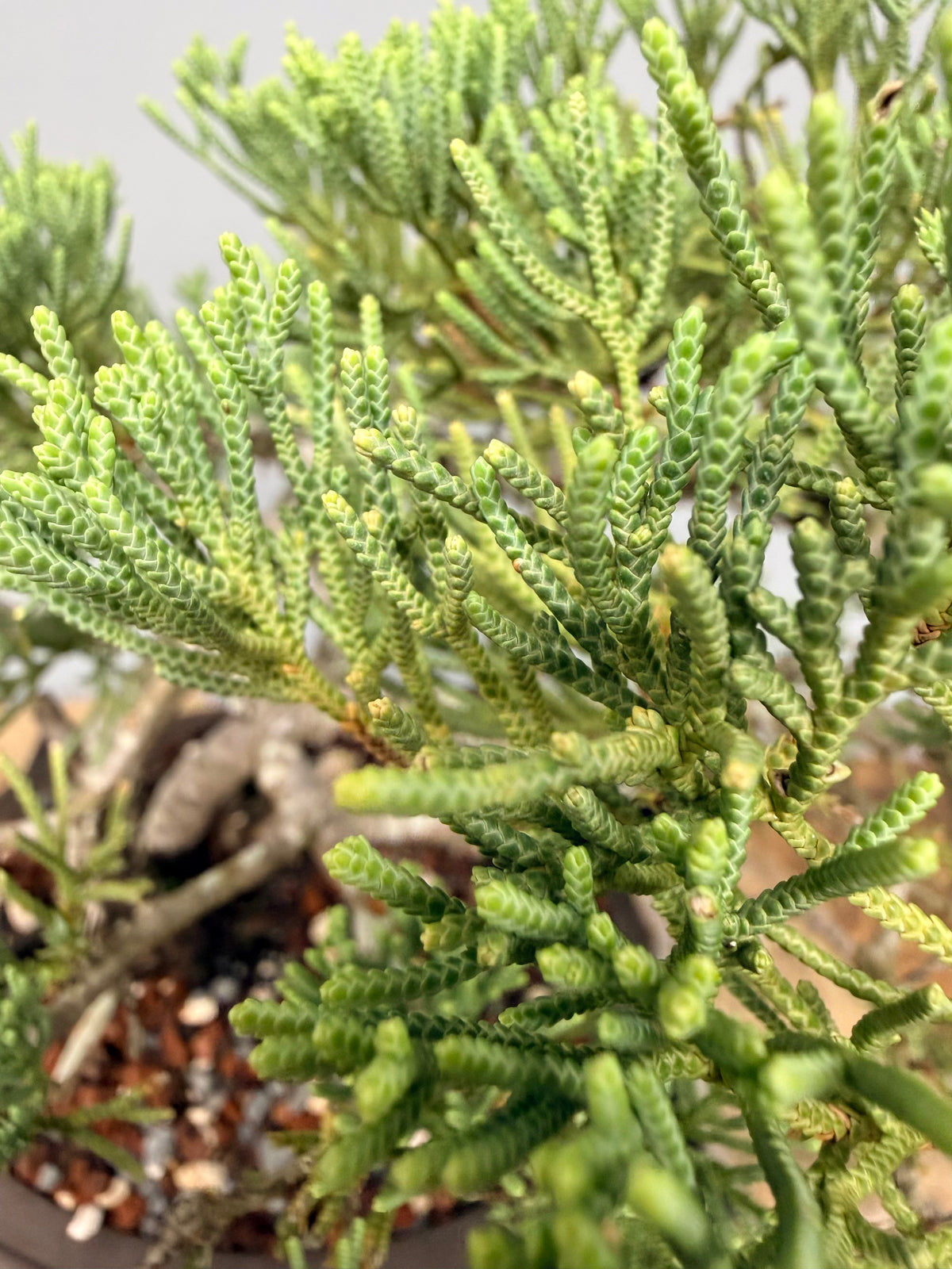 Parsons Juniper