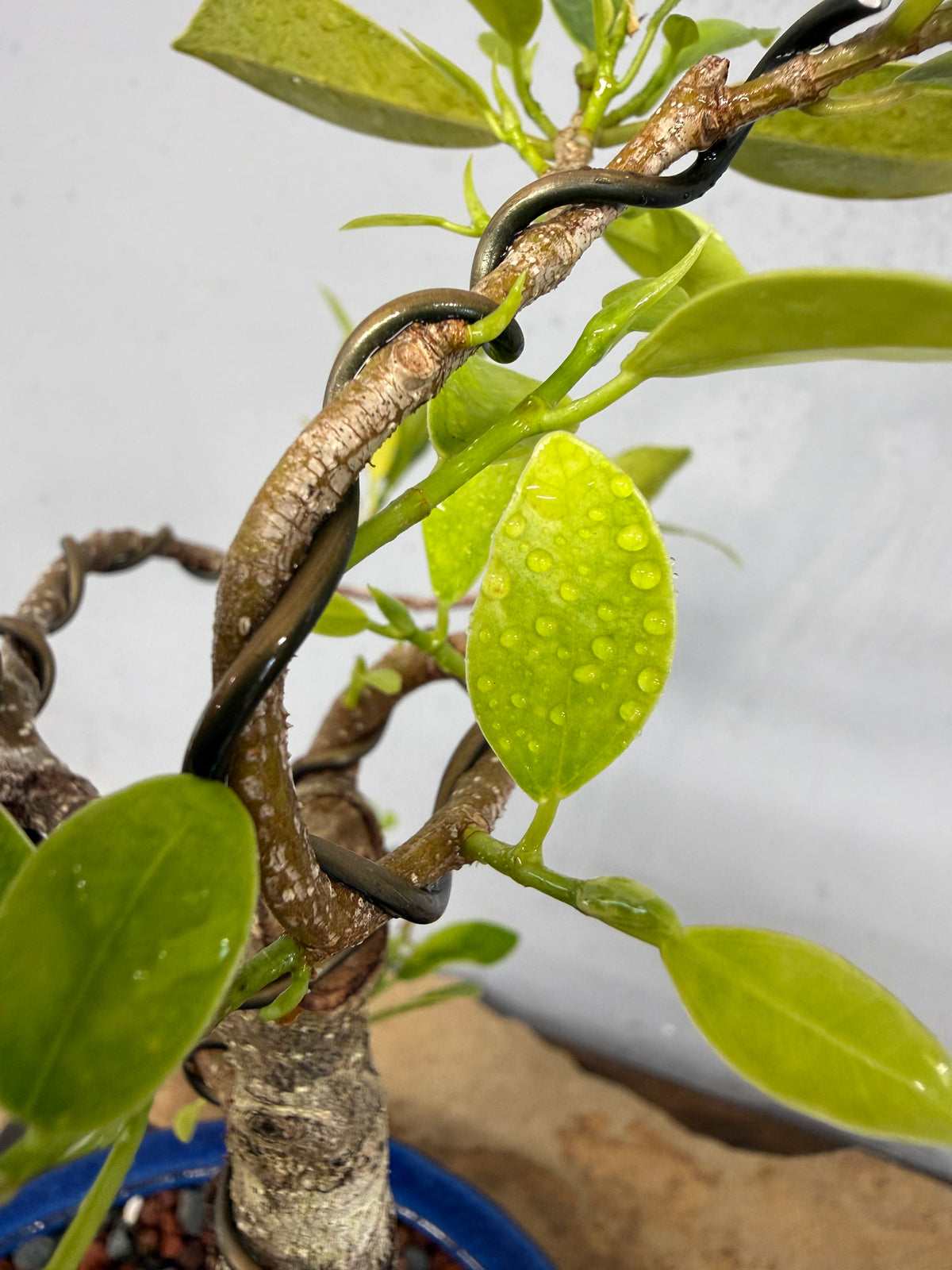 Root Over Rock Tiger Bark Ficus