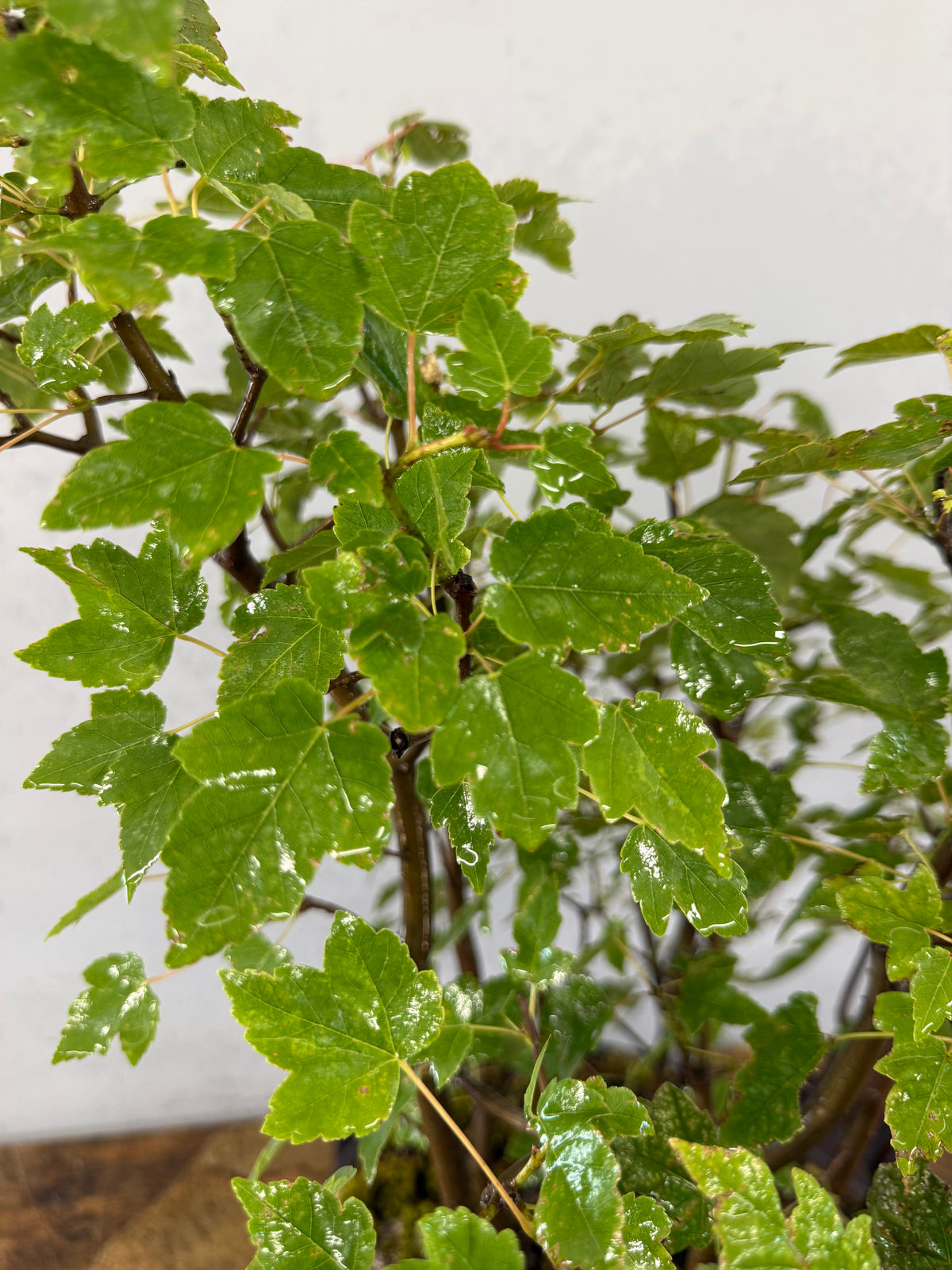Florida Red Maple Forest Bonsai