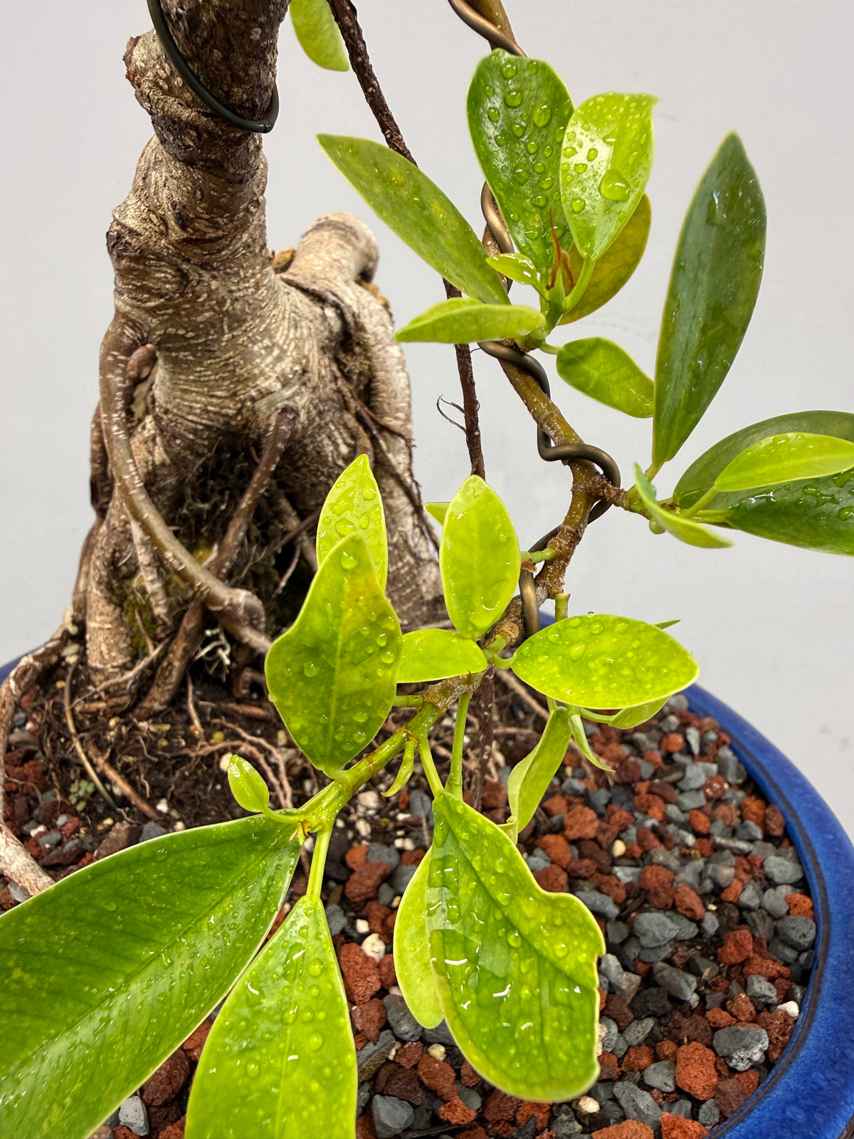 Root Over Rock Tiger Bark Ficus