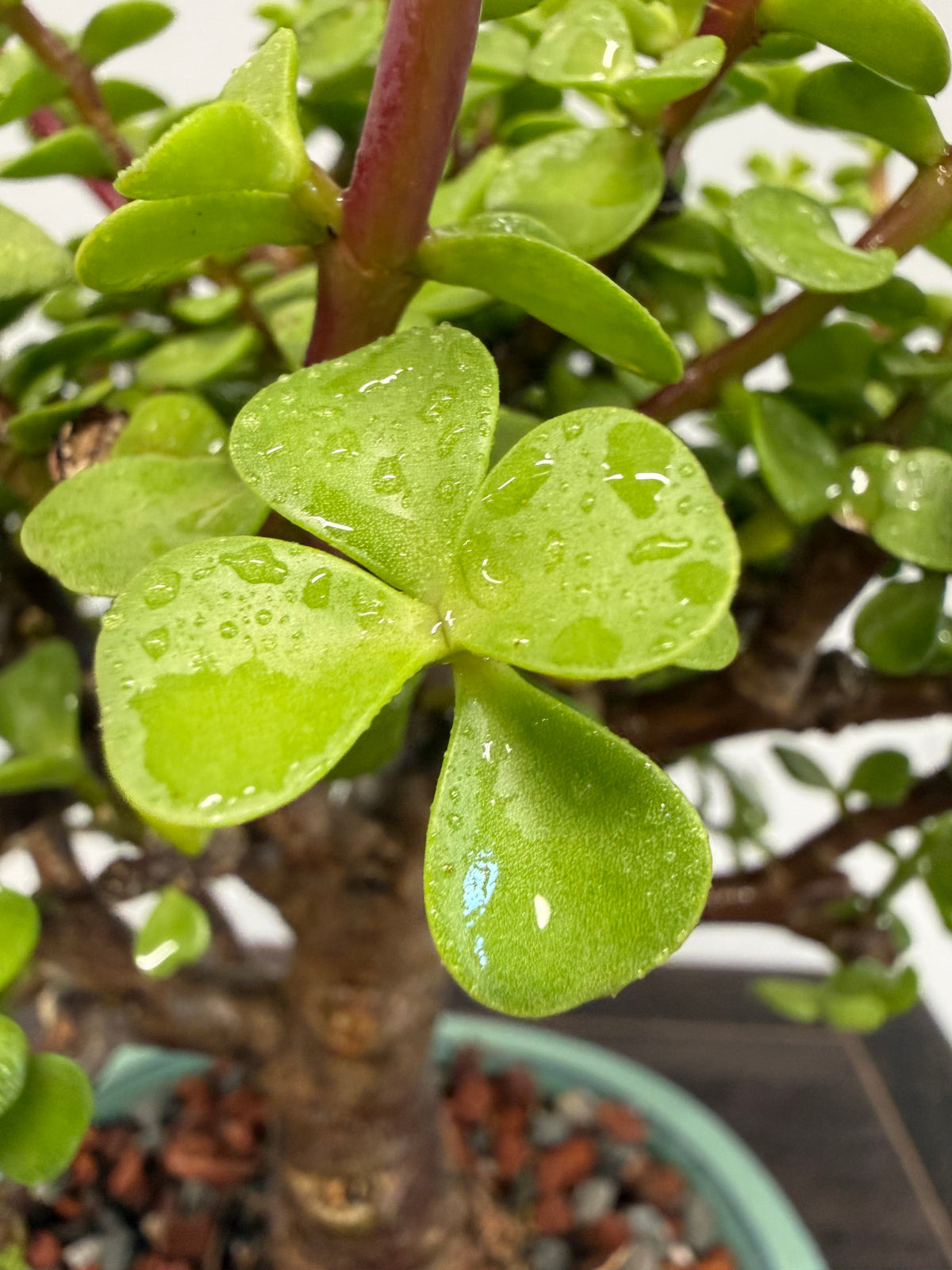 Dwarf Jade