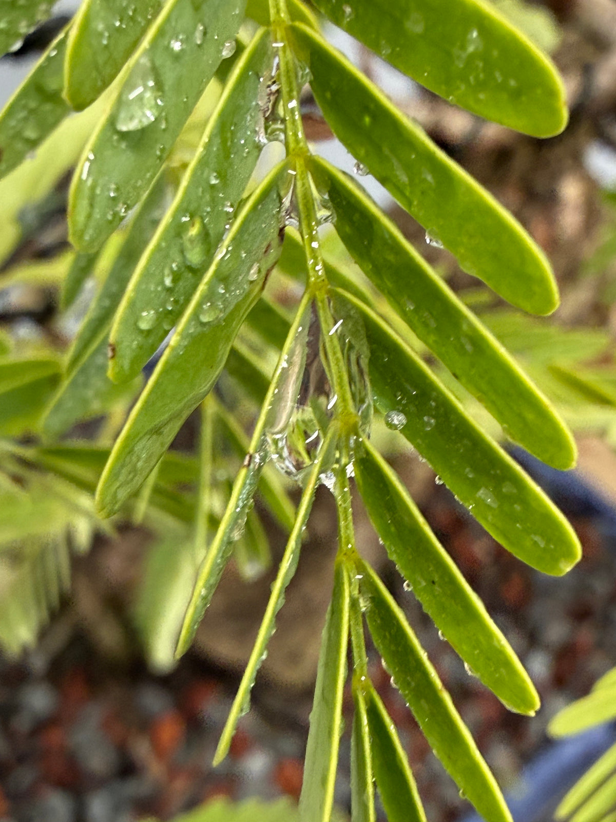 Tamarindus indica