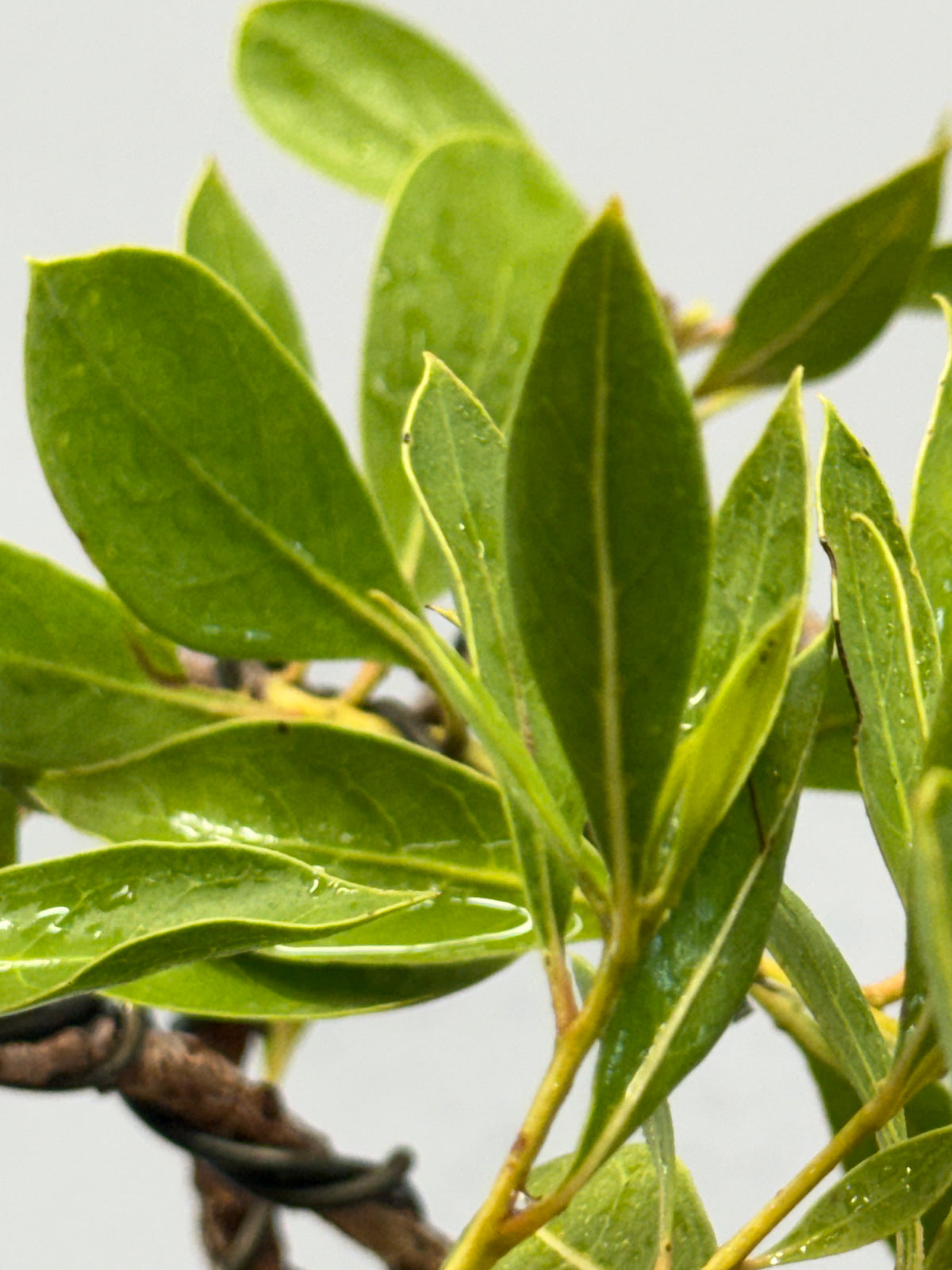 Buttonwood