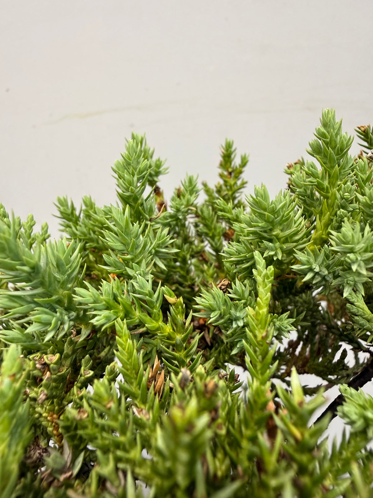 Procumbens Nana Juniper Bonsai – Informal Upright