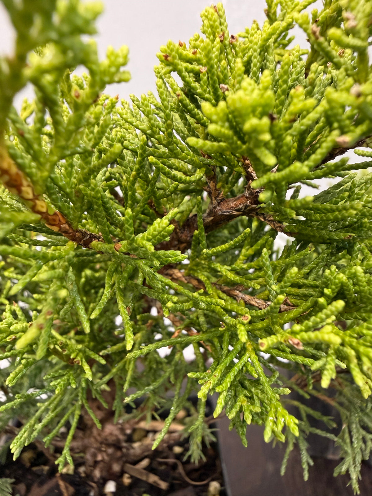 Shimpaku - 3 Tree Bundle