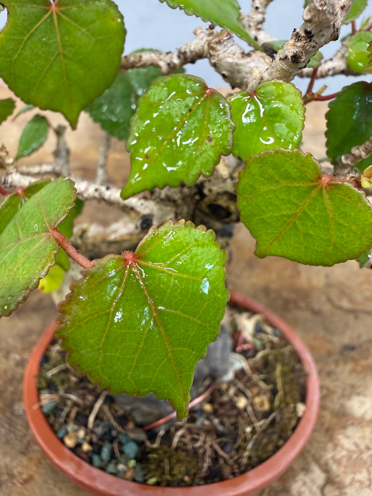 Mame Root Over Rock Sea Hibiscus (Waru)
