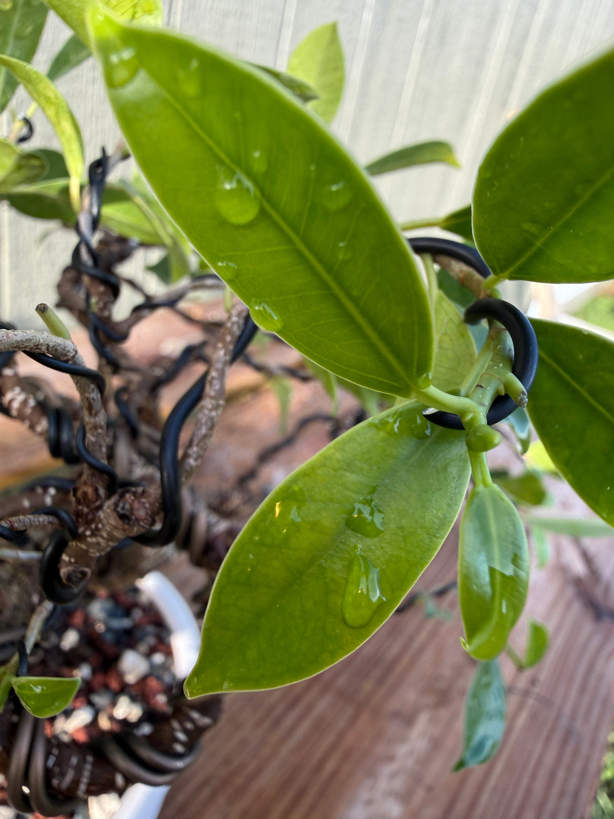 Tiger Bark Ficus