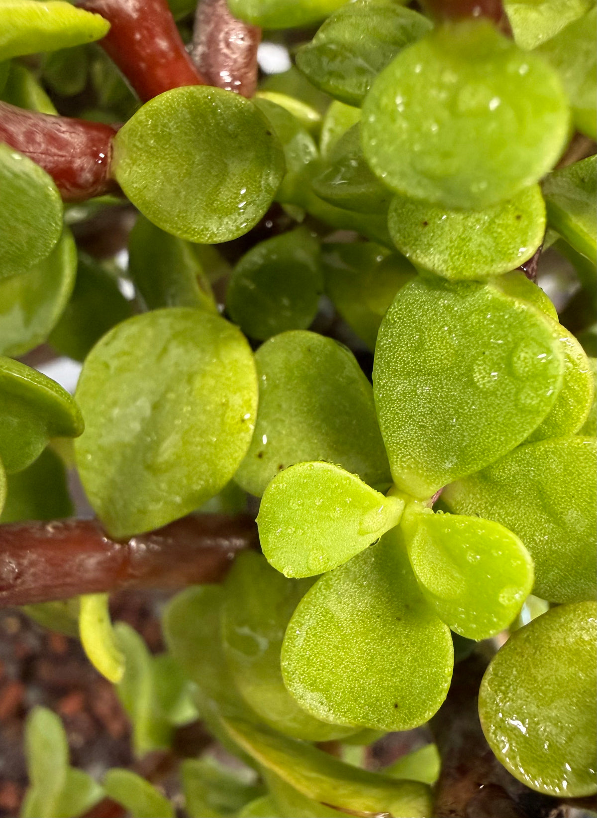 Mame Dwarf Jade