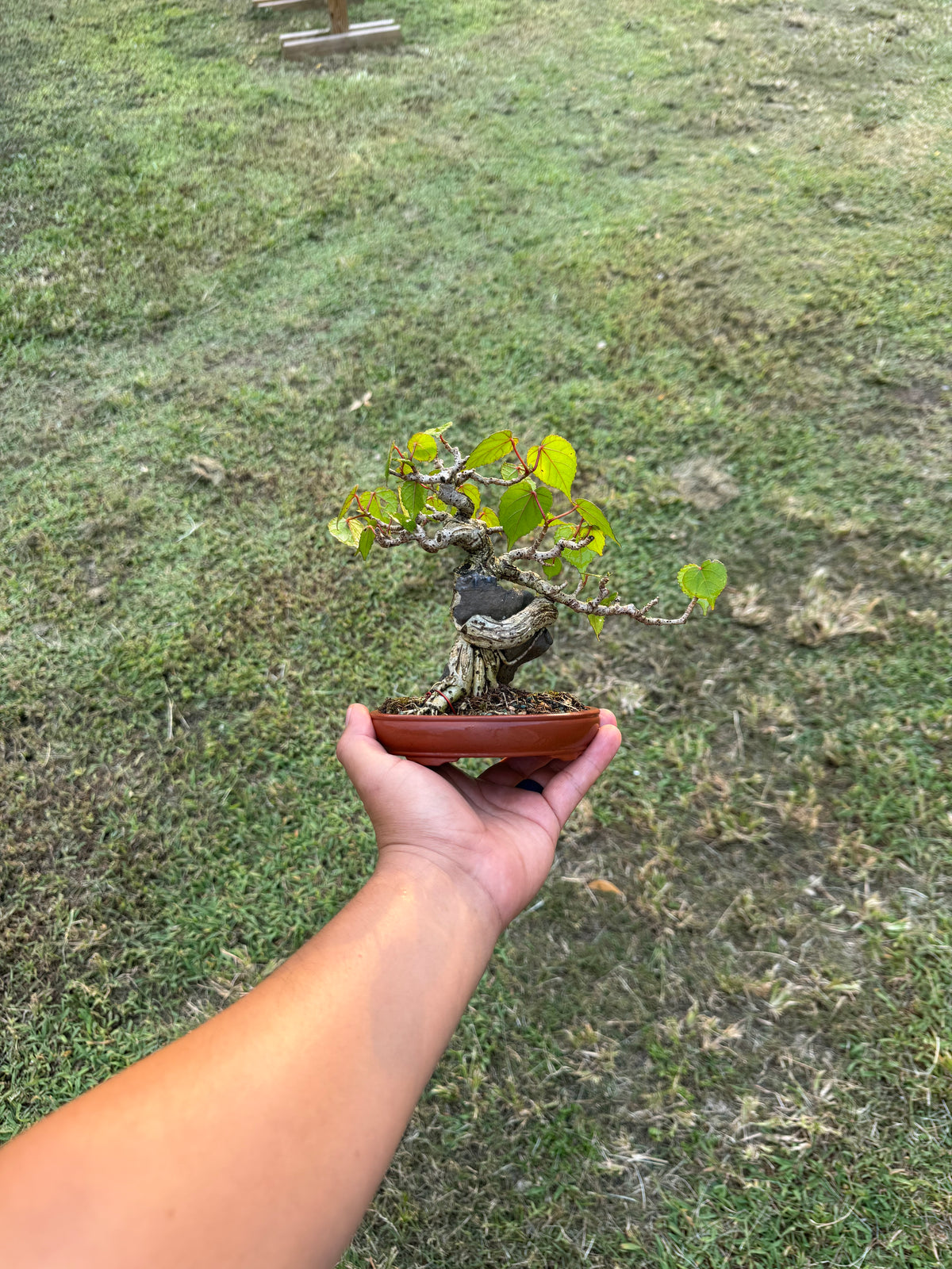 Mame Root Over Rock Sea Hibiscus (Waru)