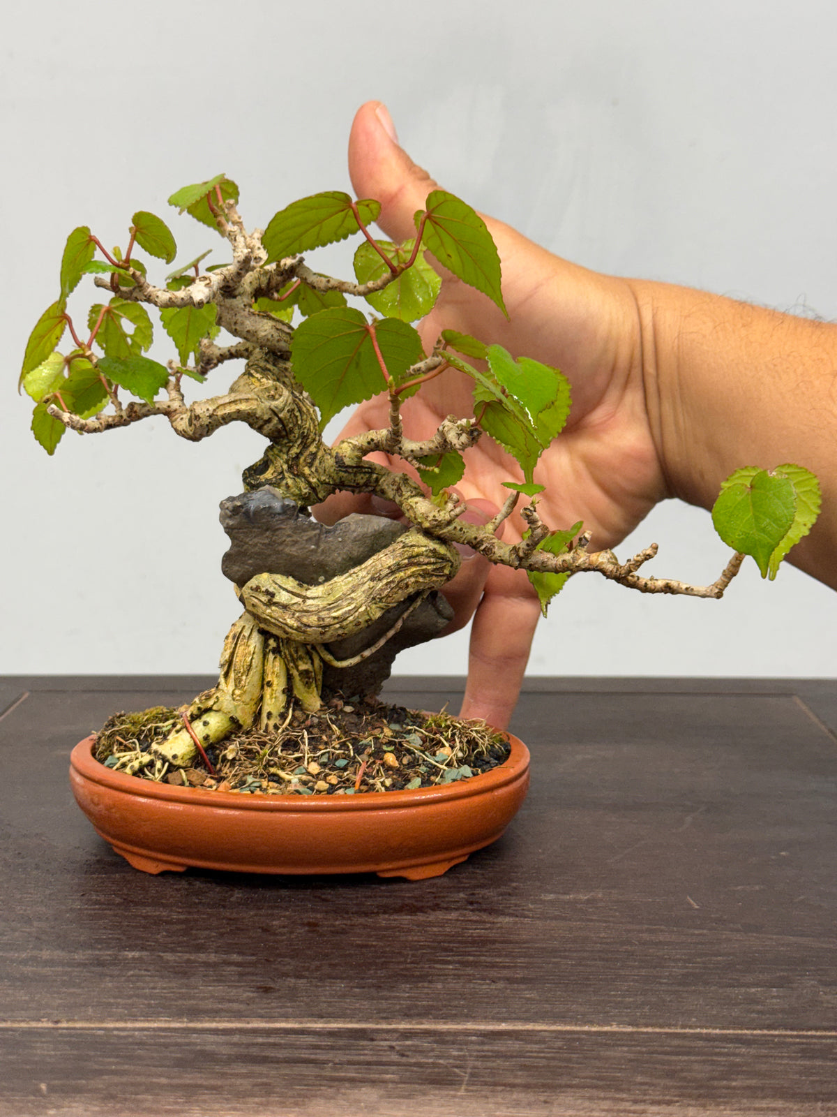 Mame Root Over Rock Sea Hibiscus (Waru)
