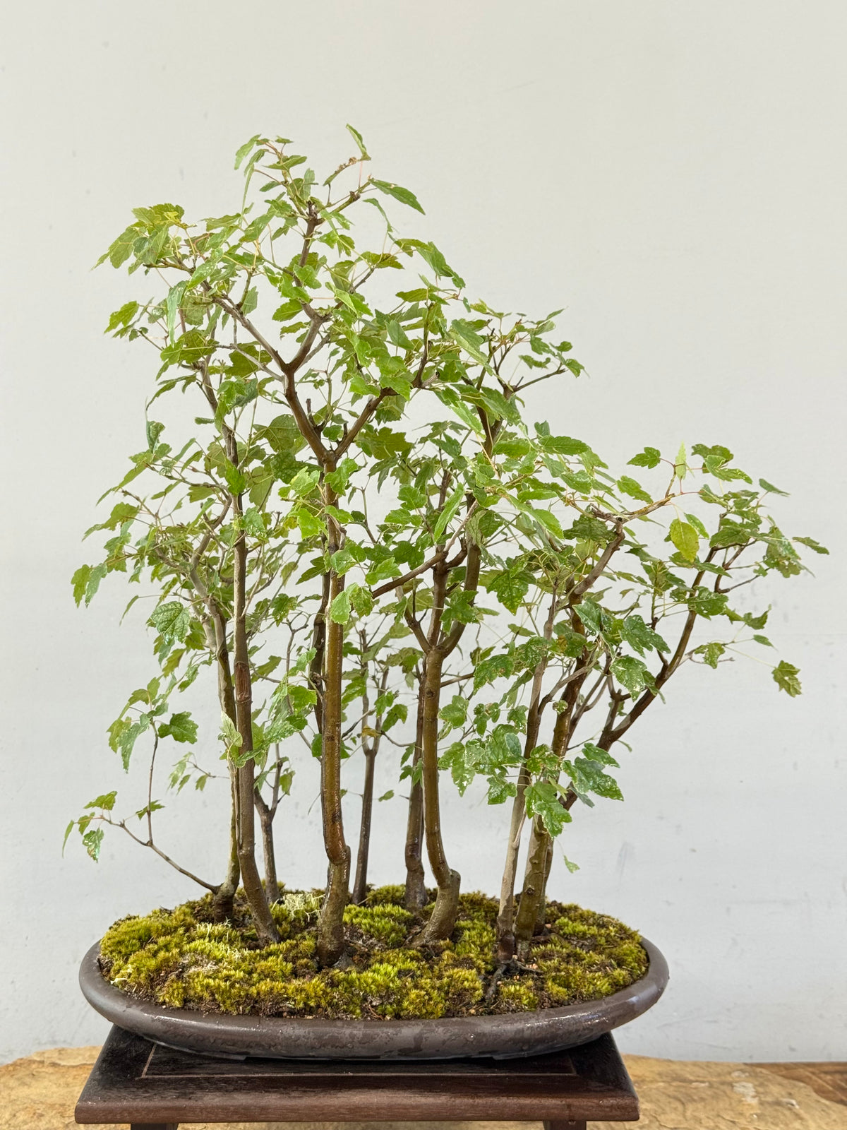 Florida Red Maple Forest Bonsai