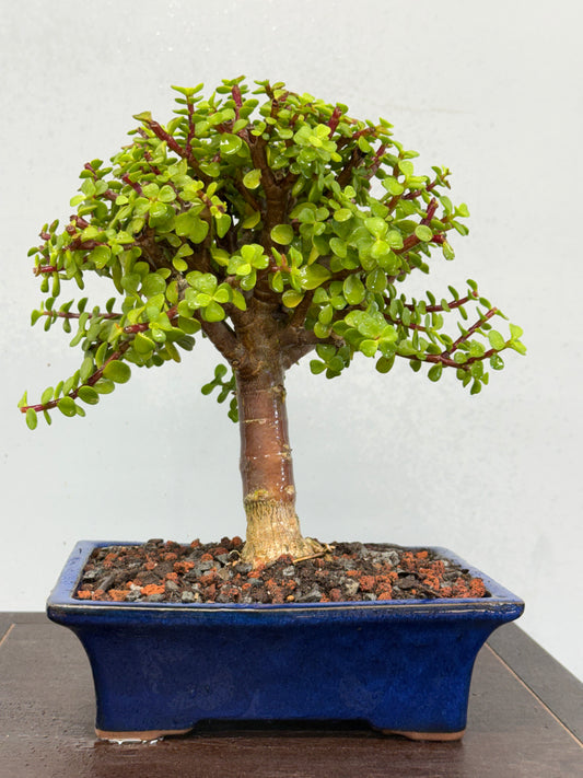 Dwarf Jade
