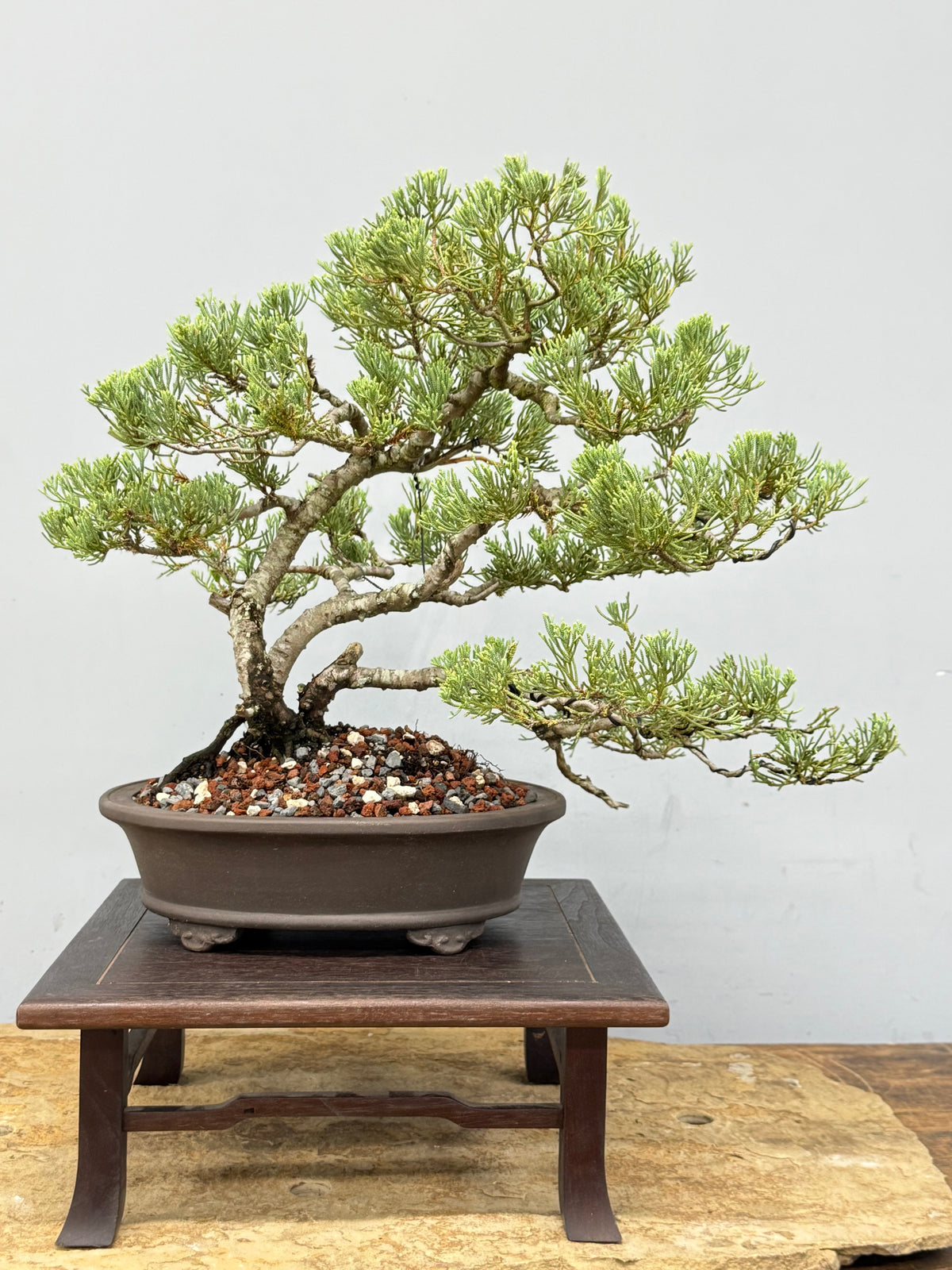 Parsons Juniper