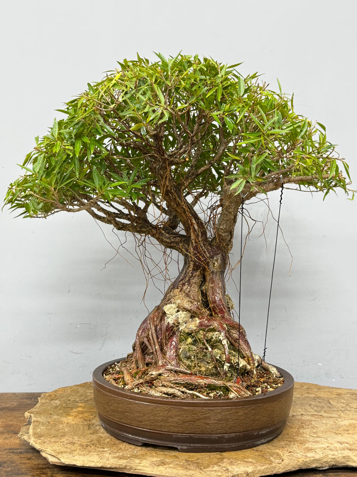 Root Over Rock Willowleaf Ficus Bonsai