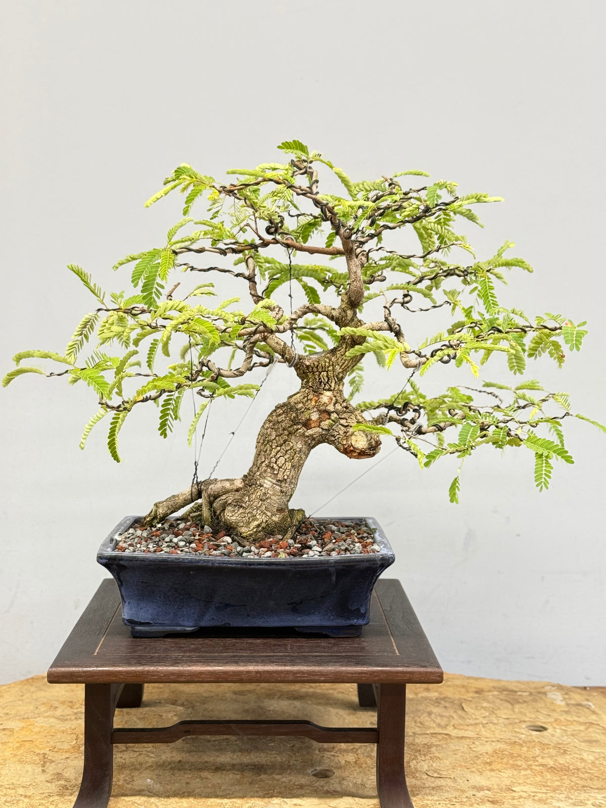 Tamarindus indica