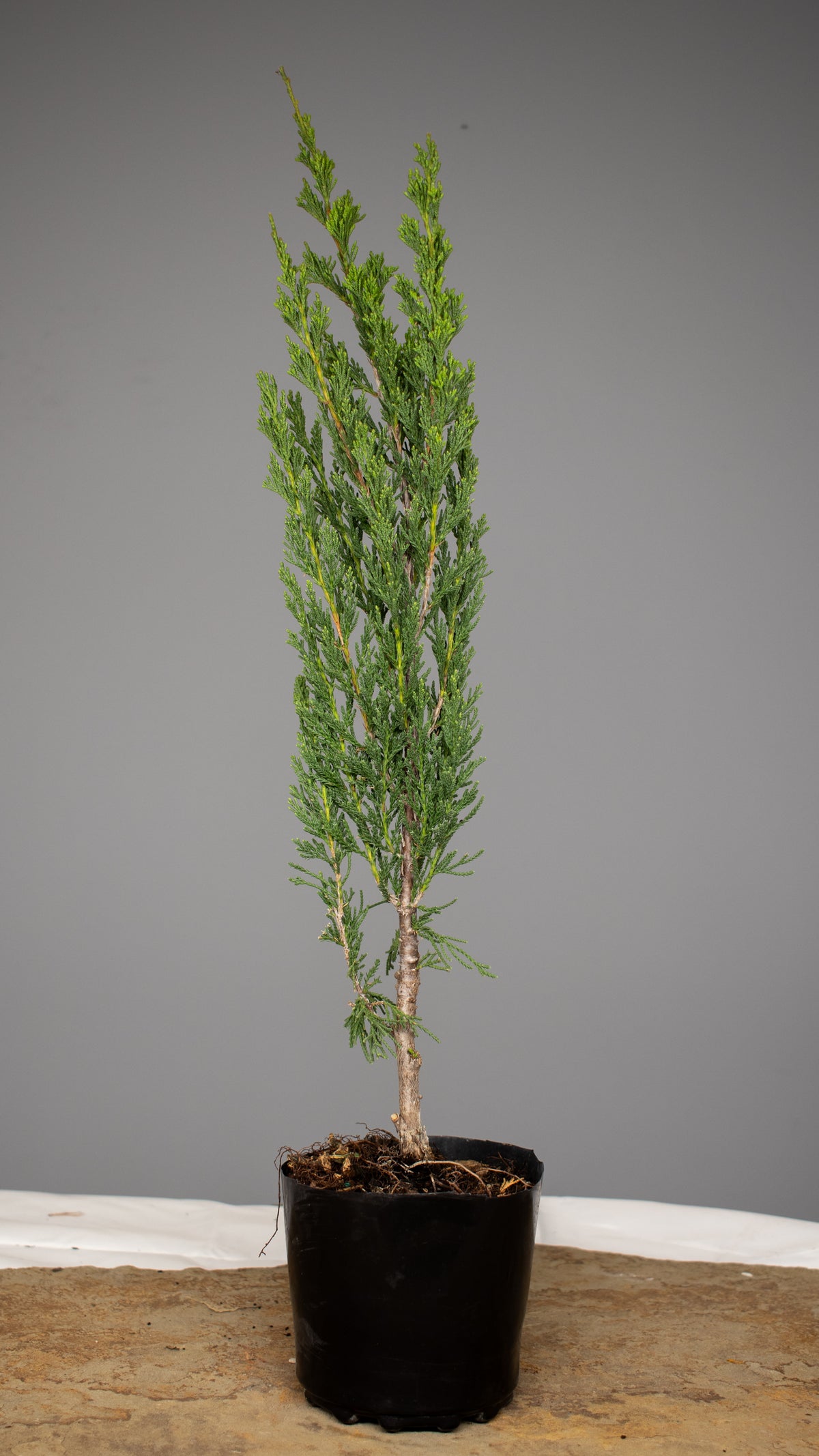 Spartan Juniper
