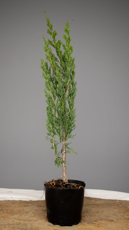 Spartan Juniper