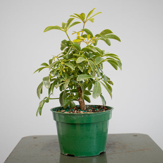 Schefflera Arboricola