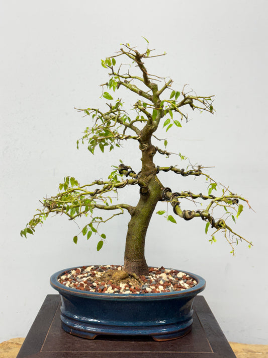 Southern Hackberry Bonsai