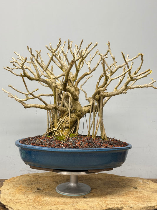 Hawaiian Umbrella Tree Bonsai