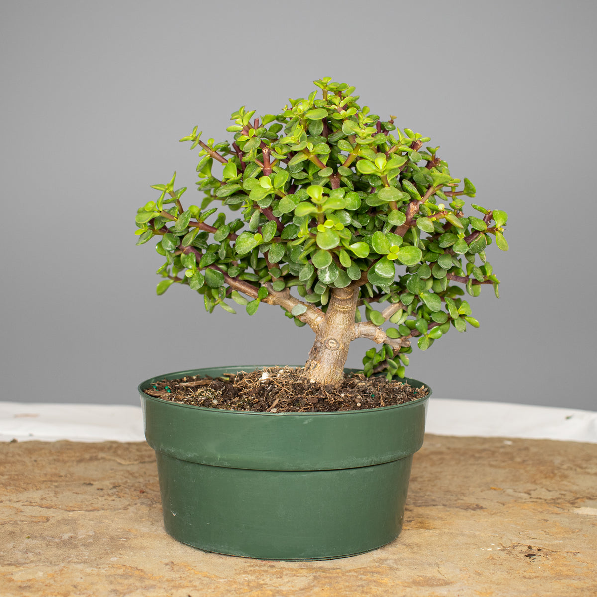 Dwarf Jade
