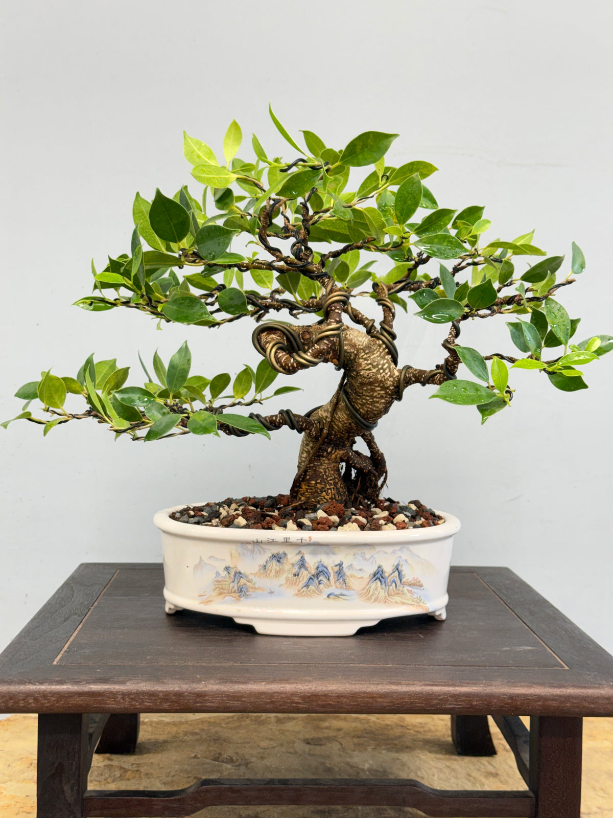 Tiger Bark Ficus