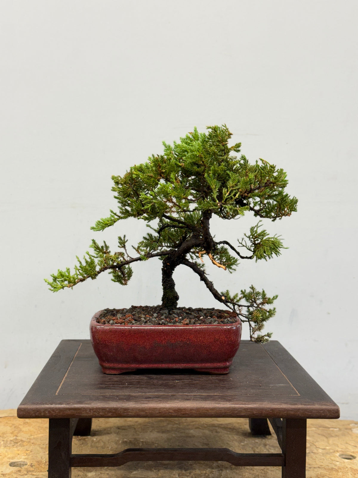 Procumbens Nana Juniper Bonsai – Informal Upright