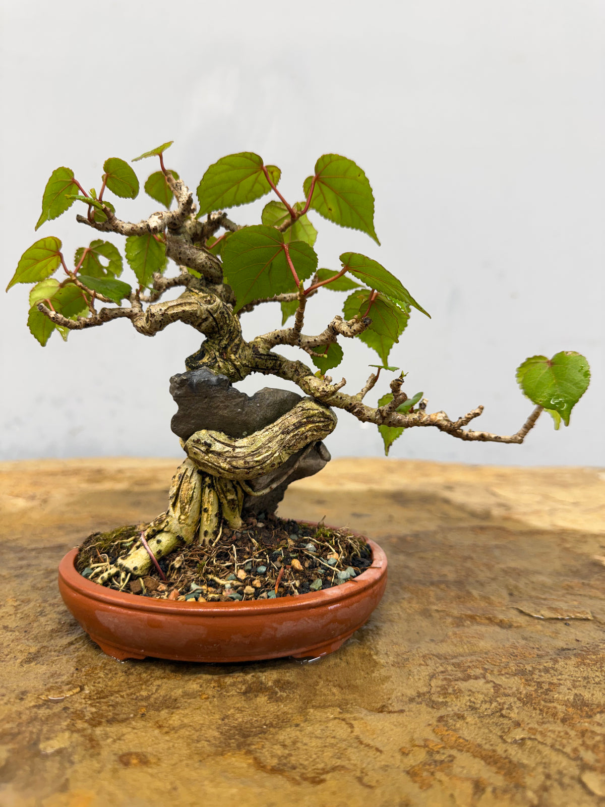 Mame Root Over Rock Sea Hibiscus (Waru)
