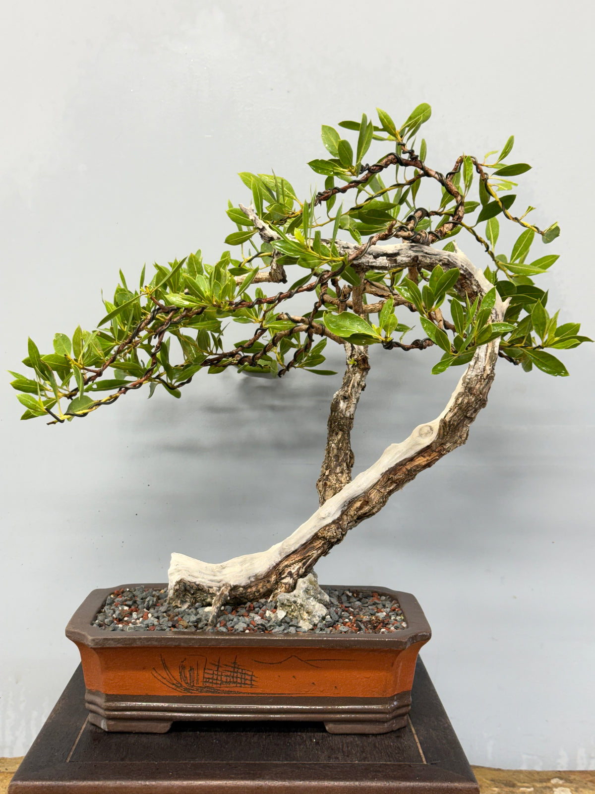Buttonwood