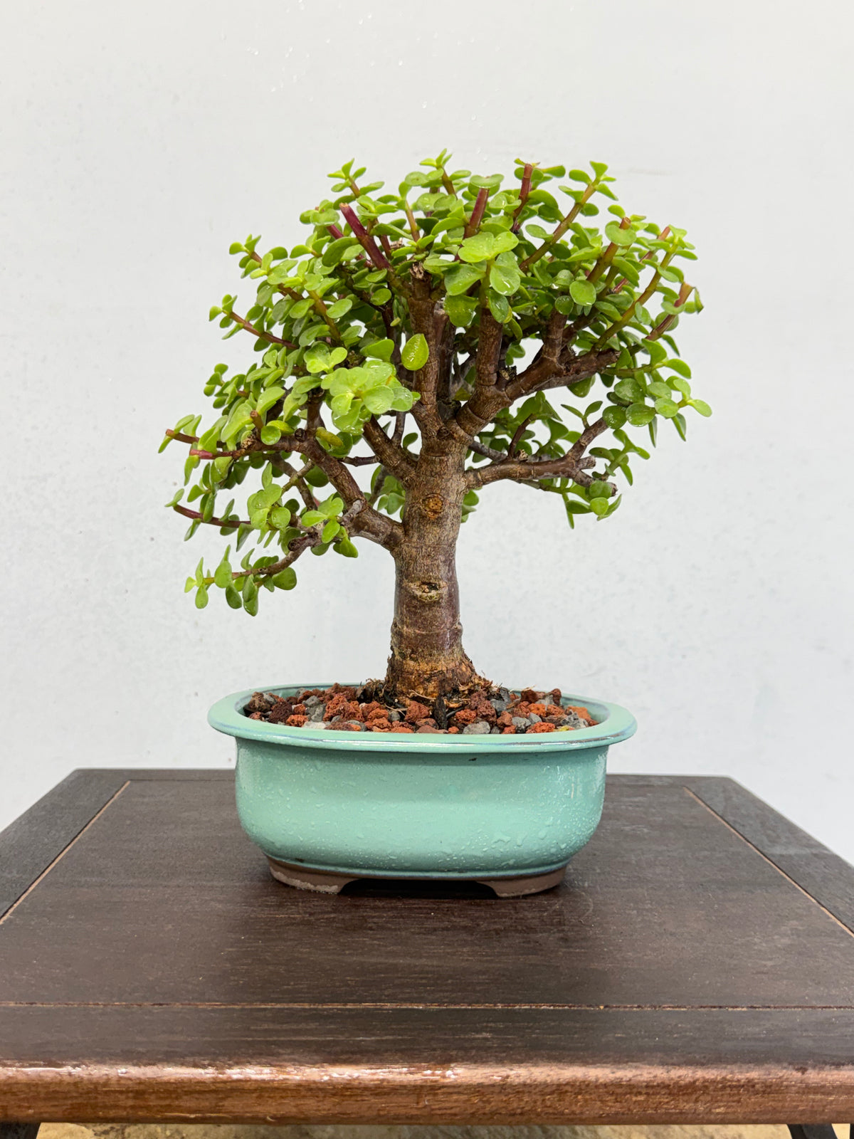 Dwarf Jade