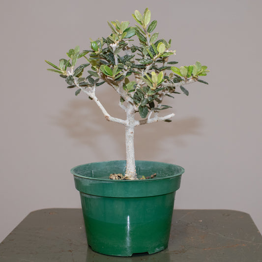 European Olive