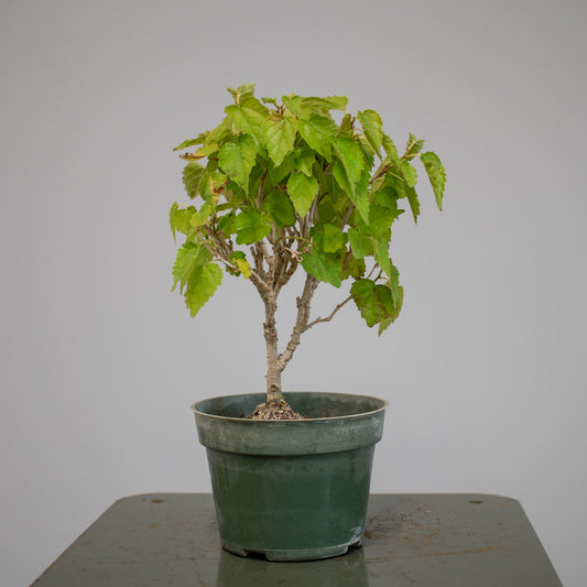Mulberry