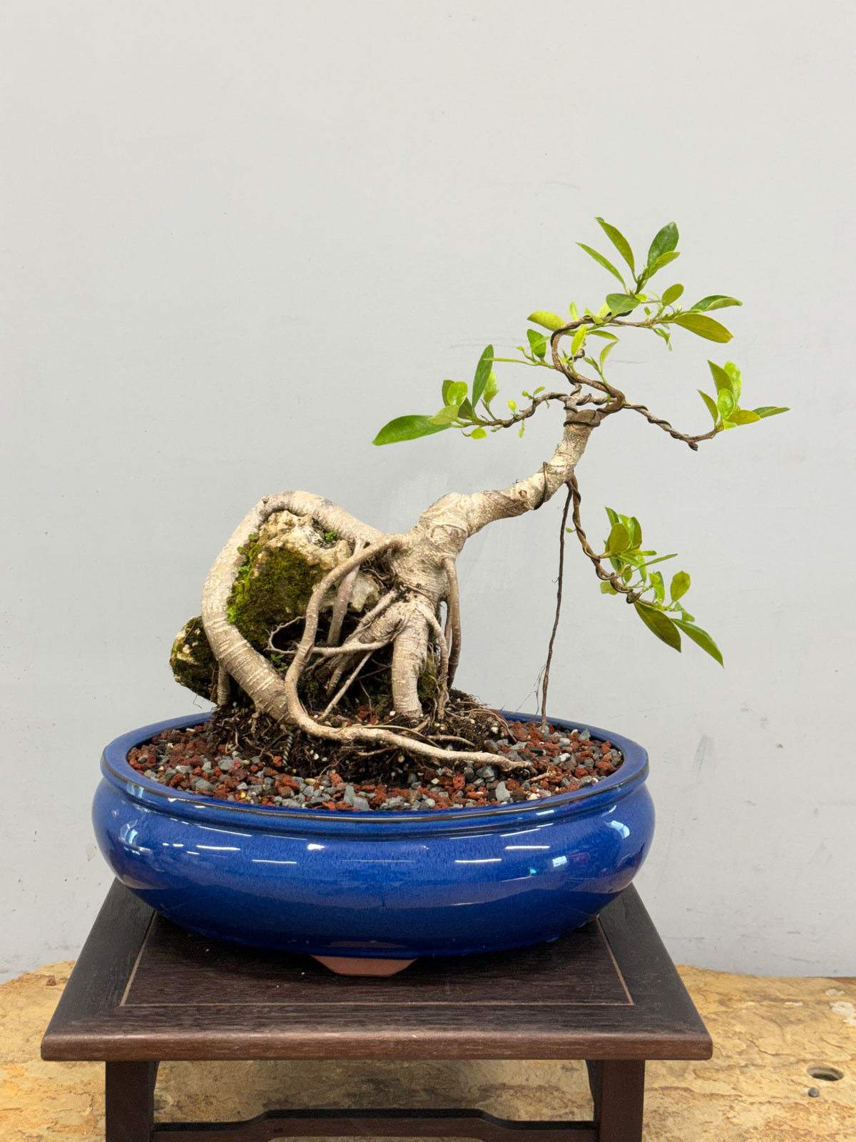 Root Over Rock Tiger Bark Ficus