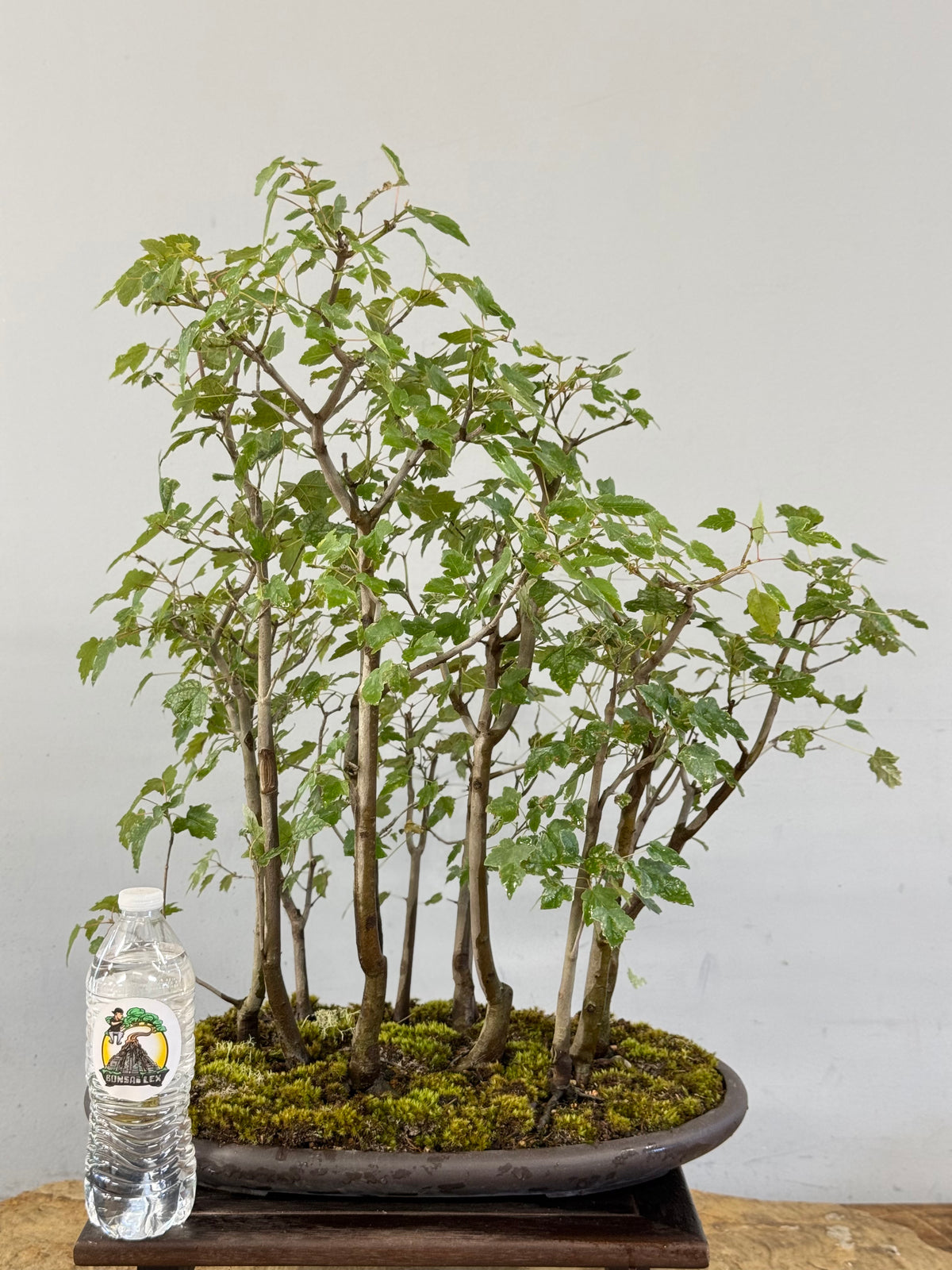 Florida Red Maple Forest Bonsai