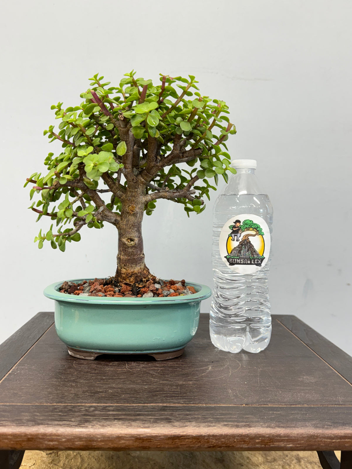 Dwarf Jade