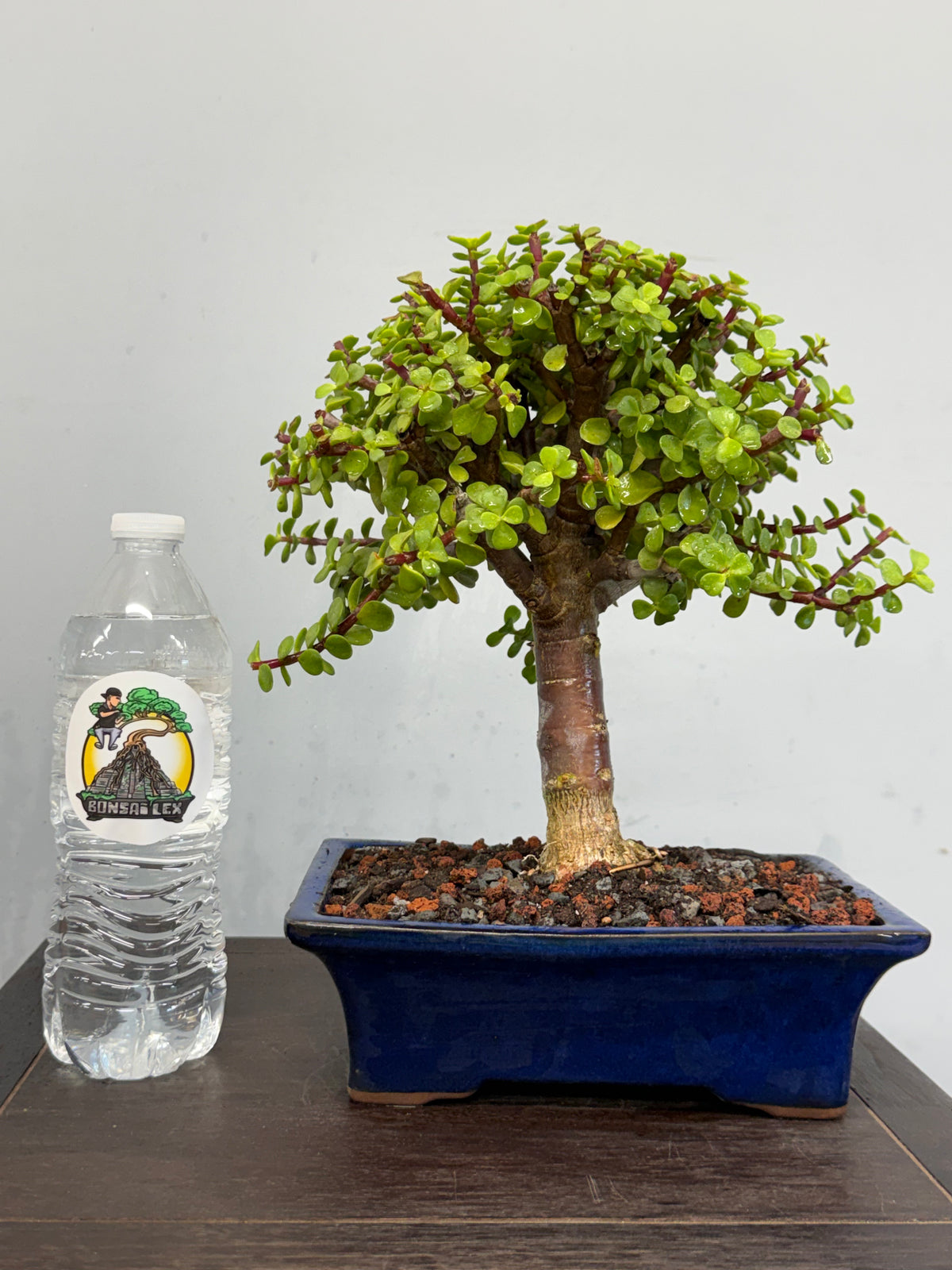 Dwarf Jade