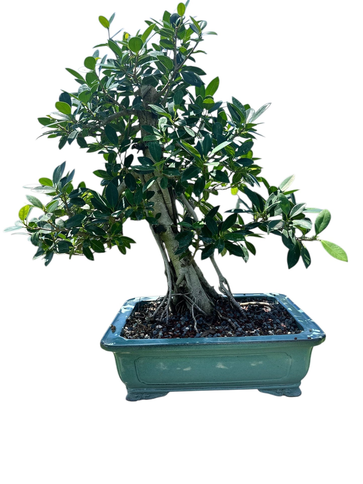 Green Island Ficus